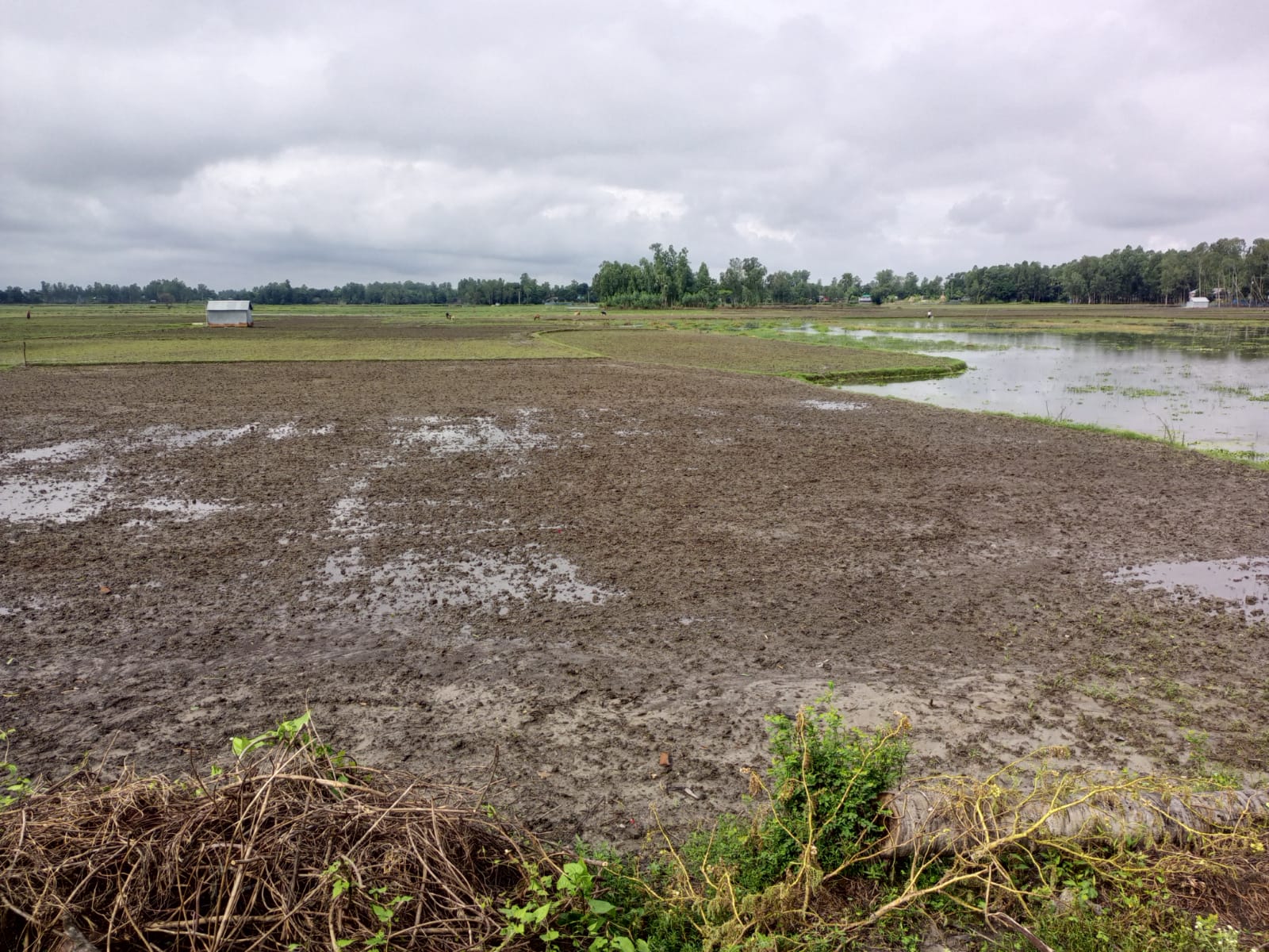 Untimely rains cause massive damage to mustard in Tarash, farmers are distraught