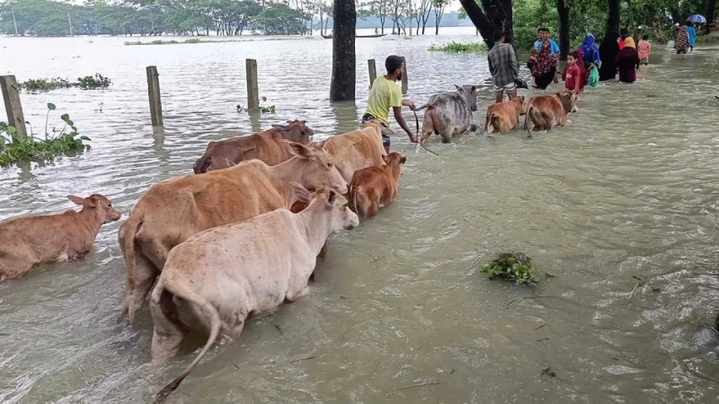 ‌‌‘বন্যায় প্রাণিসম্পদ খাতে ক্ষতির পরিমাণ প্রায় দুই হাজার কোটি’