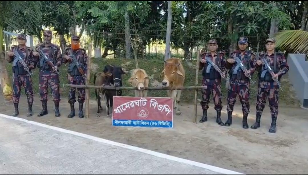 বোদা সীমান্তে মালিকবিহীন ভারতীয় চার গরু আটক করেছে ৫৬ বিজিবি