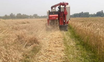 ন্যায্য দাম না পেয়ে তেতুলিয়ার কৃষকের গমে ভাটা-লোকসানে মুখ ফিরিয়ে নিচ্ছে চাষিরা