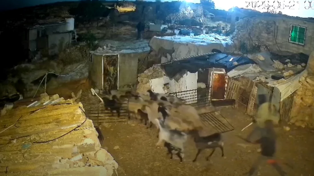 Palestinians' sheep stolen in the dark of night, CCTV footage captured