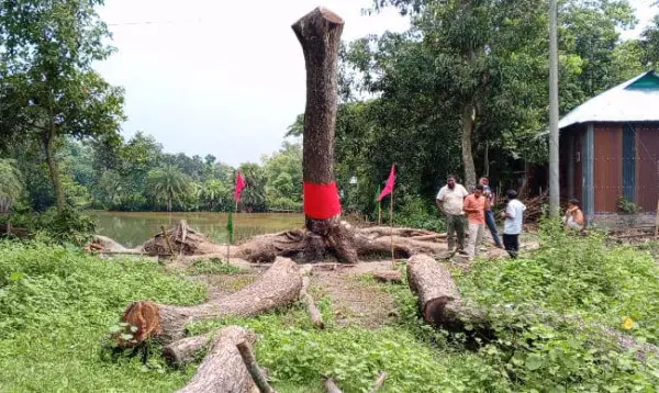 আখাউড়ায় &lsquo;দাঁড়িয়ে থাকা&rsquo; কাটা গাছ ঘিরে চাঞ্চল্য, আগরবাতি&ndash;মোমবাতি নিয়ে মানুষের ভিড়