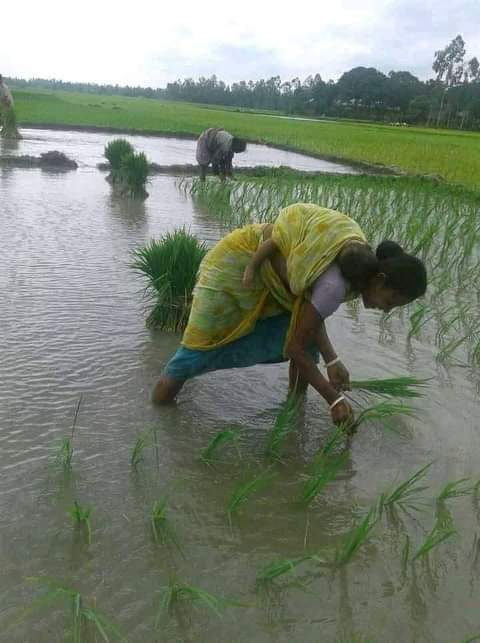 Aman paddy planting in full swing in Tentulia, farmers hoping for bumper yield