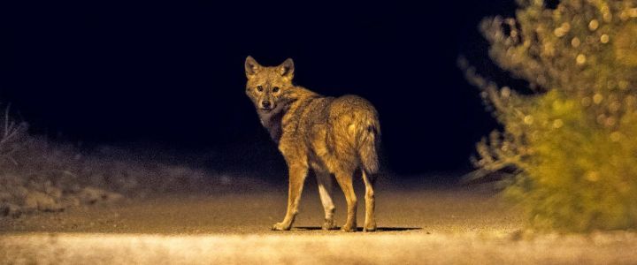 7 injured in fox bites in Panchagarh, panic in the area